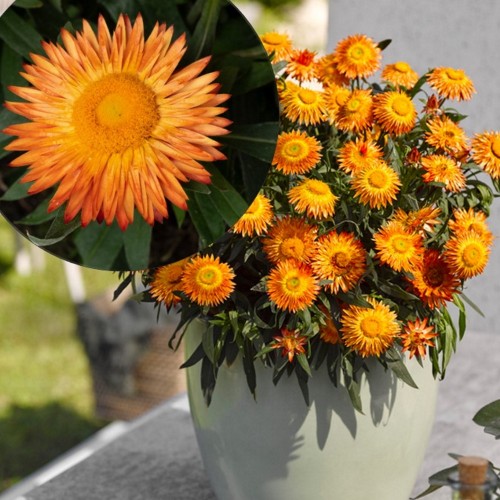 Bracteantha SUNBRELLA 'Orange' - Õlelill SUNBRELLA 'Orange' P9/0,55L